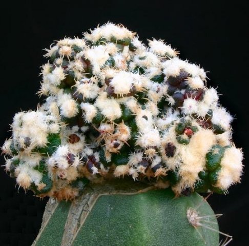 Ariocarpus_agavoides_monstruosa