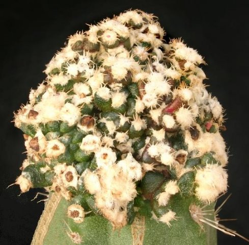 Ariocarpus_agavoides_monstruosa_1