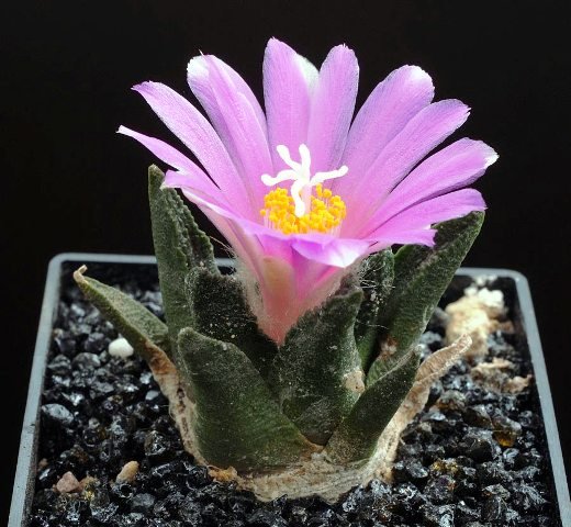 Ariocarpus_bravoanus_1