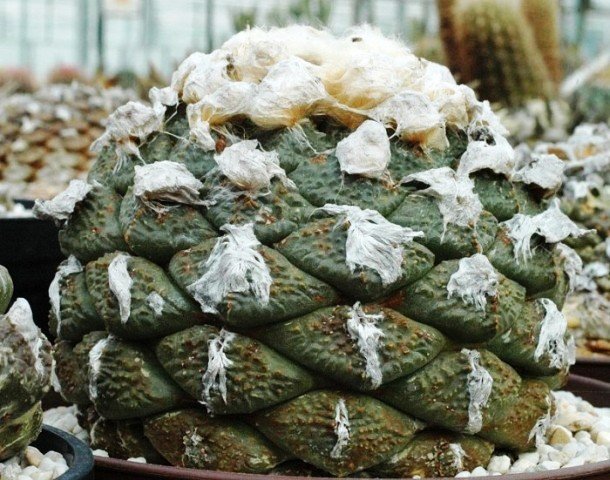 Ariocarpus_fissuratus_1