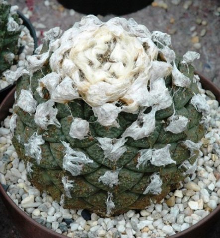 Ariocarpus_fissuratus_2