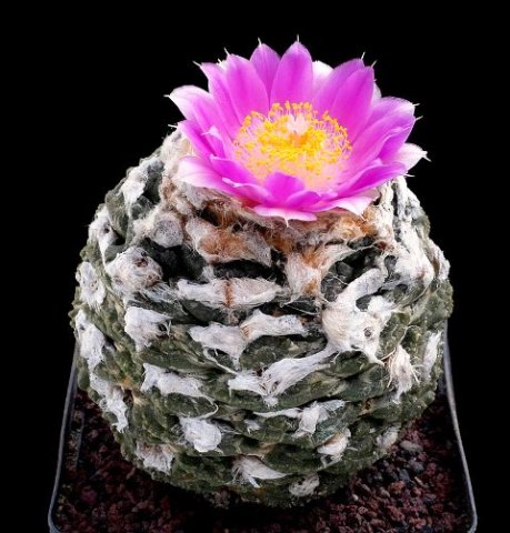 Ariocarpus_fissuratus_3
