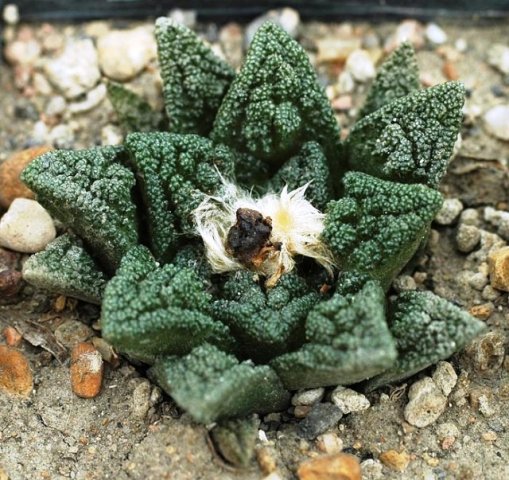 Ariocarpus_fissuratus_4
