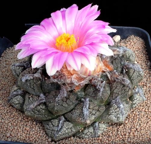 Ariocarpus_fissuratus_7