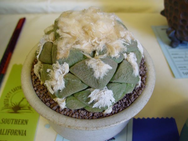 Ariocarpus_fissuratus_8