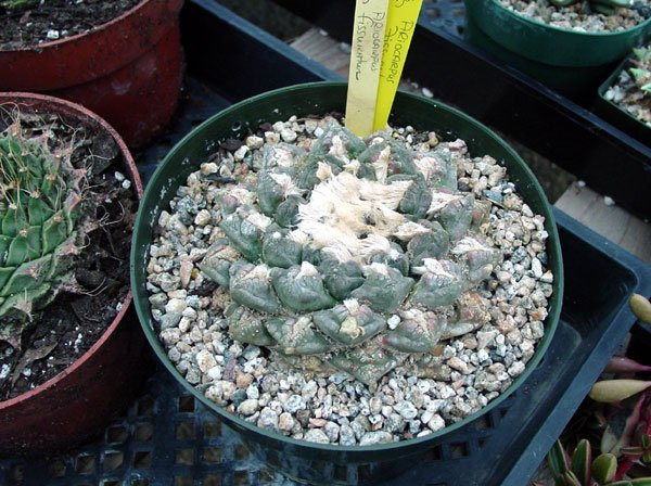 Ariocarpus_fissuratus_9