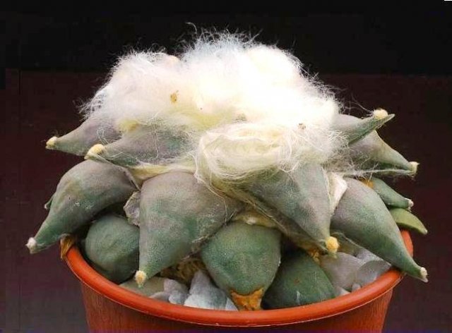 Ariocarpus_furfuracereus_1