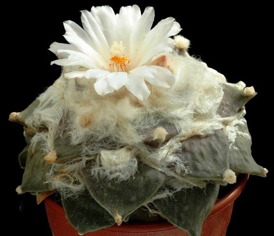 Ariocarpus_furfuracereus_2