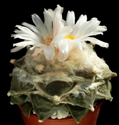 Ariocarpus_furfuracereus_3