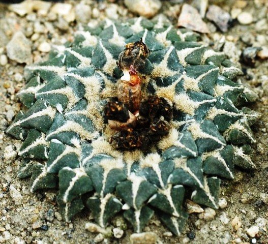 Ariocarpus_kotschoubeyanus