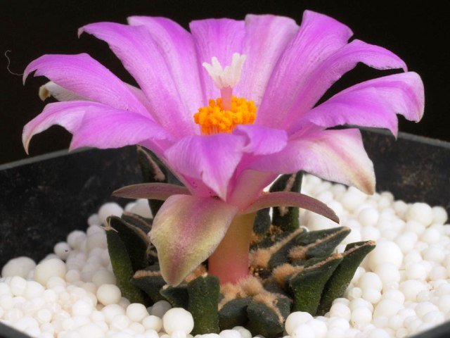 Ariocarpus_kotschoubeyanus_1
