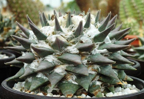 Ariocarpus_retusus_v_elongatus