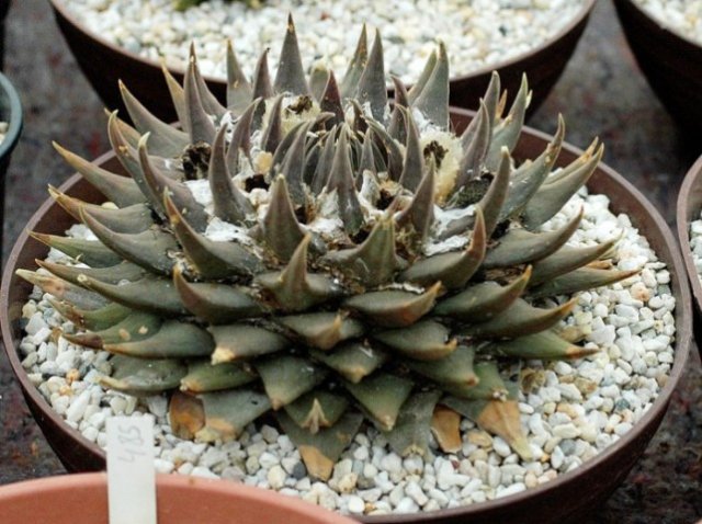 Ariocarpus_trigonus