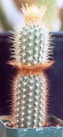 Arrojadoa_aureispina