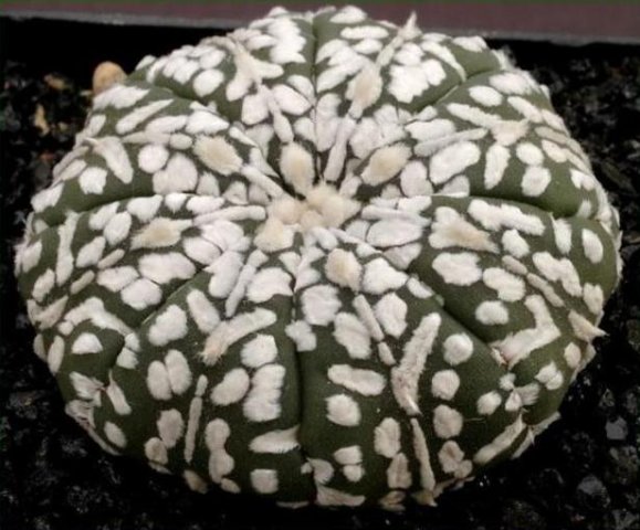 Astrophytum_asterias_super_kabuto_2