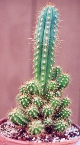 Azureocereus_hertlingianus