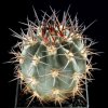 Acanthocalycium_catamarcens