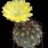 Acanthocalycium_catamarcens_1