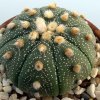 Acanthocalycium_catamarcens_2