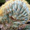 Acanthocalycium_catamarcense_fa._cristata