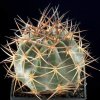Acanthocalycium_erythranthum