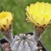 Acanthocalycium_glaucum