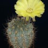 Acanthocalycium_glaucum_1
