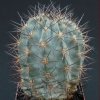 Acanthocalycium_glaucum_2
