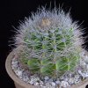 Acanthocalycium_klimpelianum