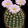 Acanthocalycium_peitscherianum