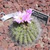 Acanthocalycium_spiniflorum
