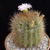 Acanthocalycium_spiniflorum_1