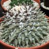 Ariocarpus_retusus_3