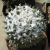 Ariocarpus_retusus_4