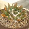 Ariocarpus_scaphirostris_1