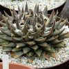 Ariocarpus_trigonus
