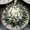 Ariocarpus_trigonus_aramberi