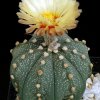 Astrophytum_asterias_1