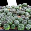 Astrophytum_asterias_3
