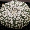 Astrophytum_asterias_super_kabuto_2