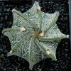 Astrophytum_capricorne_cv_crassispinoides