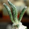 Astrophytum_caput_medusae
