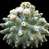 Astrophytum_cv_lotusland