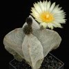 Astrophytum_myriostigma_quadricostatum