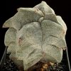 Astrophytum_myriostygma