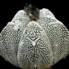Astrophytum_myriostygma_2