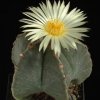 Astrophytum_myriostygma_3