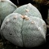 Astrophytum_myriostygma_tricostatum