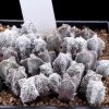 Astrophytum_onzuka