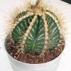 Astrophytum_ornatum
